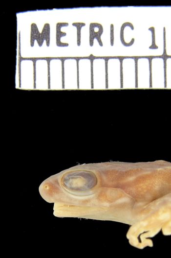 Media type: image; Herpetology A-26094